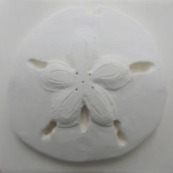 Sand Dollar tile, hand made Sand Dollar tile, hand made ceramic sand dollar tile